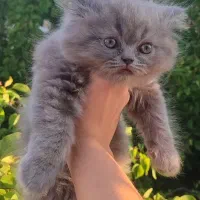 بچه گربه