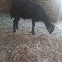 بره نر هترو