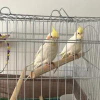 دوتا عروس هلندی عروسک تمیز ویکم سخنگو