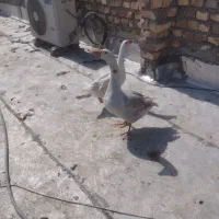 غاز|حیوانات مزرعه|زابل, |دیوار