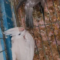 عروس هلندی جفت و جوجه عروس