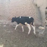 گوساله
