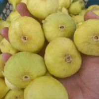 انجیرشیرین ومحلی