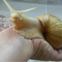 حلزون آلبینو آچاتیا (حلزون درمانی)