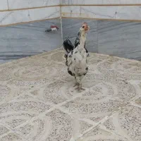 مرغ گلین