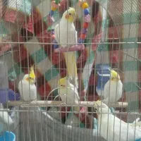 عروس هلندی سر حال و پرانرژی