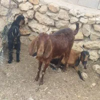 فروش بزغاله