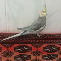 عروس هلندی