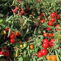 از تولید به مصرف فروش عمده گوجه گلاسی کیلوی 20تومن