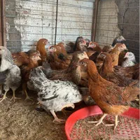 جوجه مرغ و خروس محلی اصل اصل دو ماه و نیم