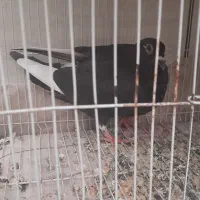 طوقی و قره سیاه ماده