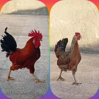 مرغ و خروس