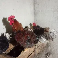 مرغ وخروس