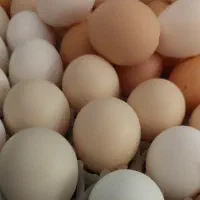 تخم گلین و برهما