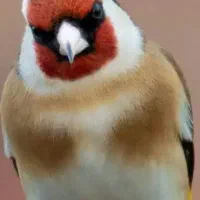 قناری جوجه امسال معامله با سهره
