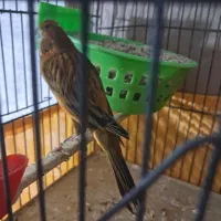 قناری ماده سرخ سوخته