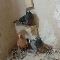 ماده پلاکی خوبو