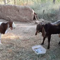 بز نرو ماده