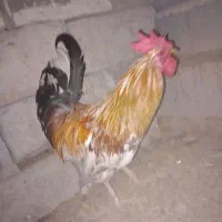 خروس فروشی