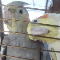 عروس هلندی نر و ماده