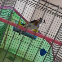 سهره|پرنده|اسلام‌‌آباد غرب, |دیوار