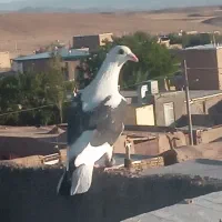 کفتر|پرنده|تایباد, |دیوار