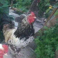 خروس دورگه جوان
