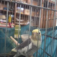 عروس هلندی با قفس