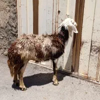بره ماده