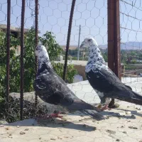 بزک سینه سفید روزگاری