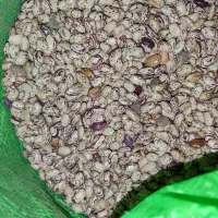 لوبیا چیتی بوجاری شده