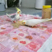 سینا و بیتا