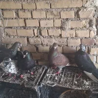 کفتر  به فروش می‌رسد