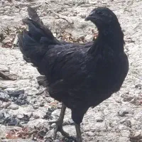 نیمچه مرغ ایام سمانی