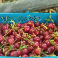 گیلاس دماوند