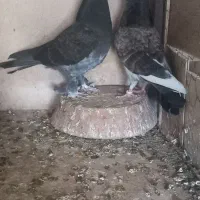 کبوتر کفتر