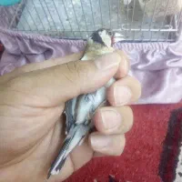 سحره