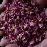 گل محمدی
