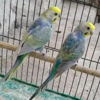 مرغ عشق رینبو