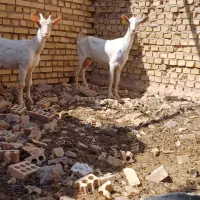 فروش بز سانن ایستگاه اردکان