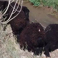 بره ماده