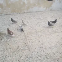 دم سفید سیاه سرخ سرور