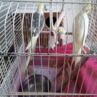 یک جفت عروس هلندی با یک جوجه