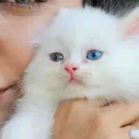 توله تبی فولد