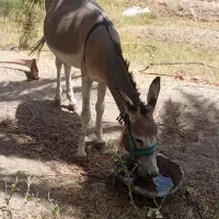 خر یا الاغ