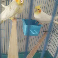 عروس هلندی