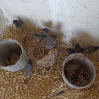 جوجه مینای نر و ماده