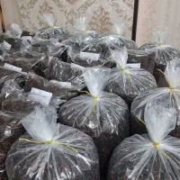 فروش چای  لاهیجان عمده و کیلویی به ارزانترین قیمت