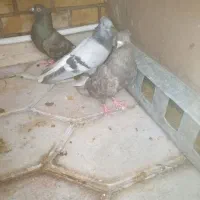 فروش
