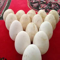 تخم غاز نطفه دار
